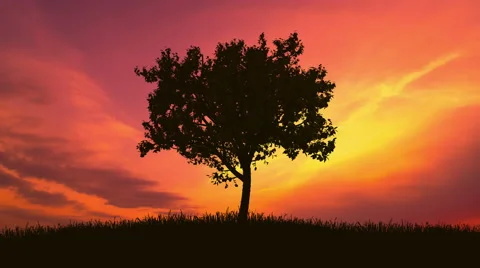 The tree against the background of sunrise. Time lapse Stock Footage 63176350