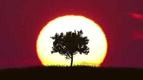 The tree against the background of sunrise. Time lapse Stock Footage 63184506