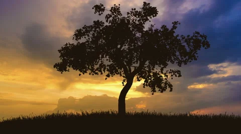 The tree against the background of sunrise. Time lapse Stock Footage 63184694