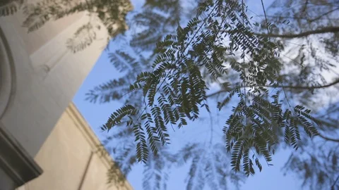 Tree against bell tower Stock Footage 89972181