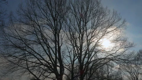 Tree against a blue sky with clouds at sunset in winter Stockbeeldmateriaal 233718381