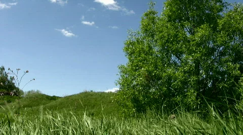 Tree against the blue sky Stock Footage 843044