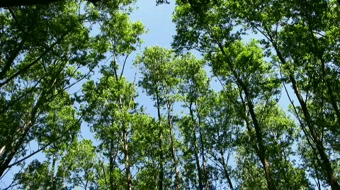 Tree against the blue sky Stock Footage 855862