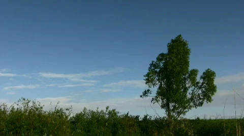 Tree against the blue sky Stock Footage 858365