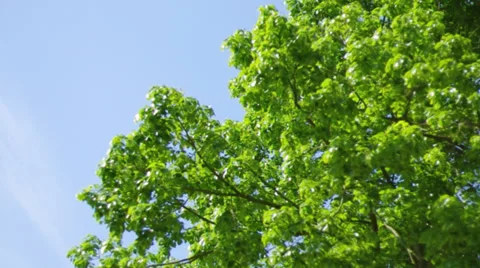 Tree against blue sky Stock Footage 35317330