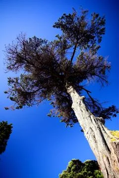 Tree against a blue sky Foto stock