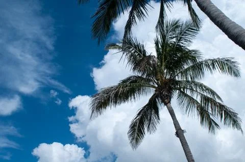 Tree against a blue sky. Stock Photos