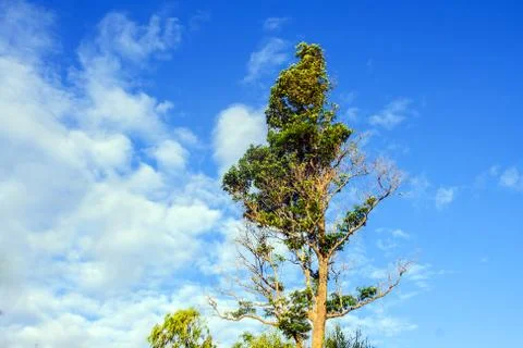 Tree against blue sky Stock Photos