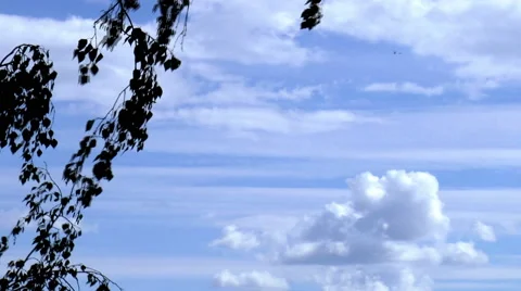 Tree against the cloudy sky. Stock Footage 40686808