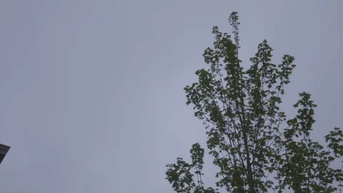 Tree against cloudy sky Stock Footage 76326126