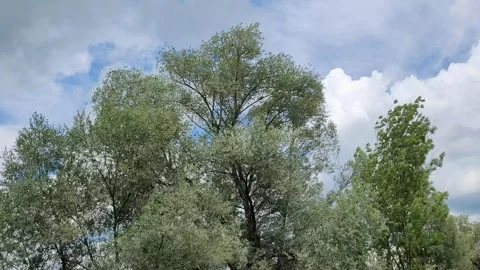 Tree against a cloudy sky moves in the wind 動画素材 248605256