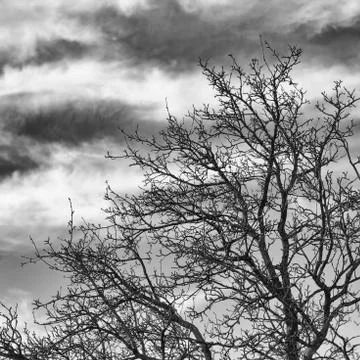 Tree against cloudy sky Stock Photos