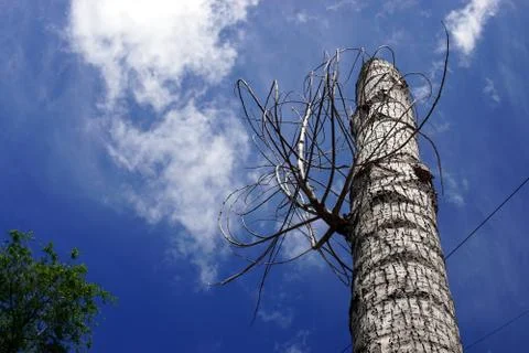 A tree against the cloudy sky Stock Photos