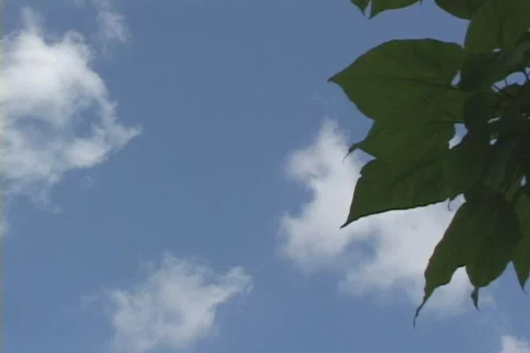 Tree against the cloudy/blue sky Stock Footage 548973
