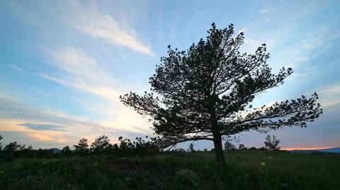 A tree against the evening summer sky ( panorama ) Stock Footage 66718847