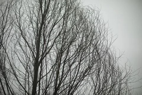 Tree against gray sky. Tree without leaves. Black branches. Foto stock