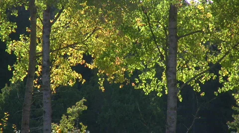 Tree against the light Stock Footage 545025