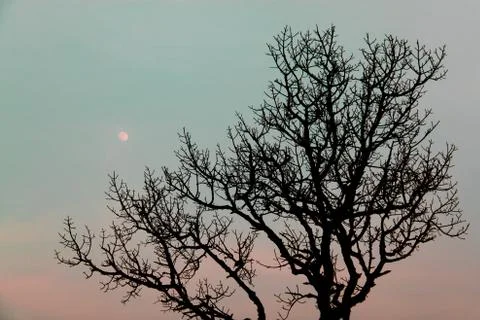 Tree against the moon Stock Photos
