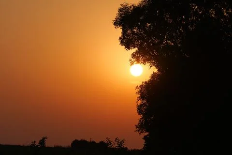 Tree against an orange sunset Fotos de archivo