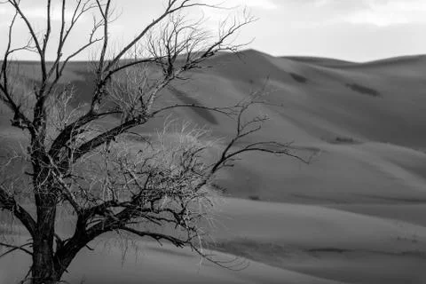 Tree against sand dune Stock Photos