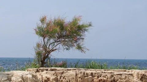 Tree against the sea with a strong wind Stock Footage 92173466