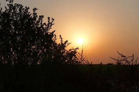 Tree against a setting sun Fotos de archivo