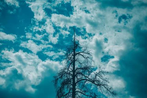 Tree against sky with clouds 스톡 사진