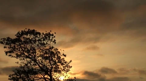 The tree against the sky Vídeos de archivo 7749447