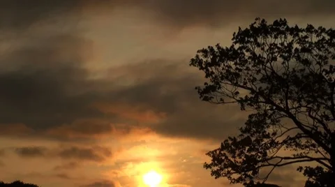 The tree against the sky Video stock 7749755