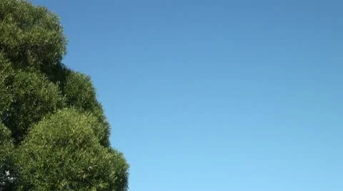 The tree against the sky Stock Footage 8848748