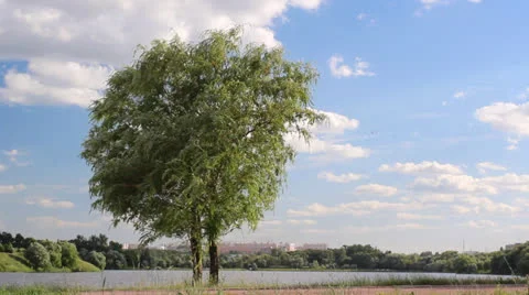 Tree against the sky Stock Footage 25083949