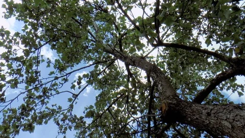 Tree against the sky Stock Footage 78407381