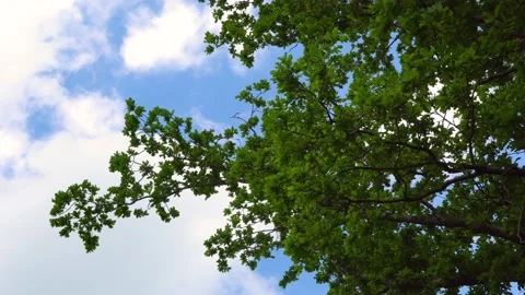 The tree against the sky. 스톡 동영상 159273154