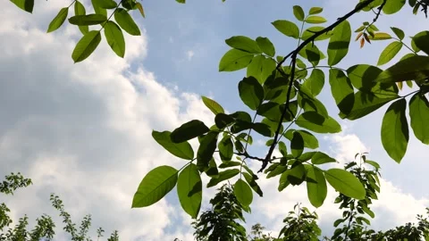 The tree against the sky. 스톡 동영상 159273333