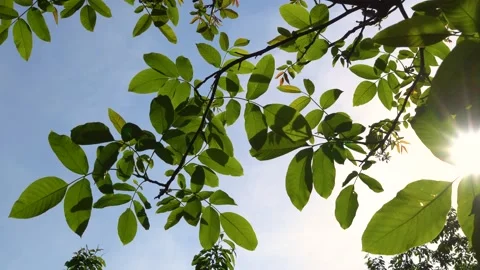The tree against the sky. 스톡 동영상 159273448