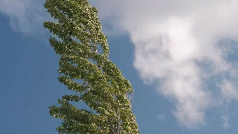 Tree against sky moves in the wind Stock Footage 154554898
