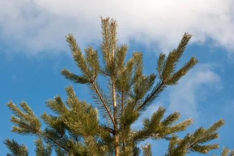 Tree against the sky. Stock-Fotos