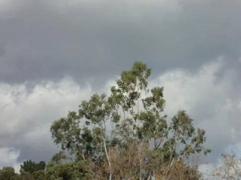 Tree against the sky Stock Photos
