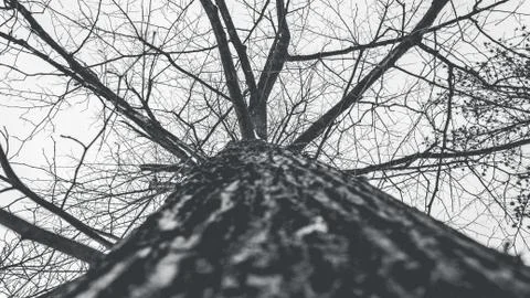 Tree against the sky Foto stock