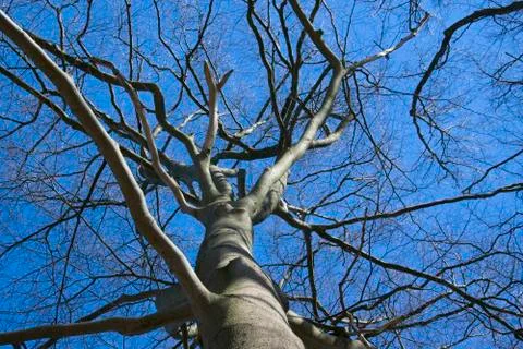 Tree against the sky Stock Photos