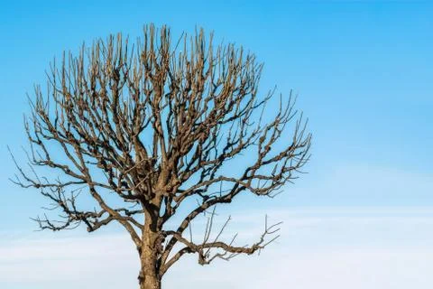Tree against the sky. Stock Photos