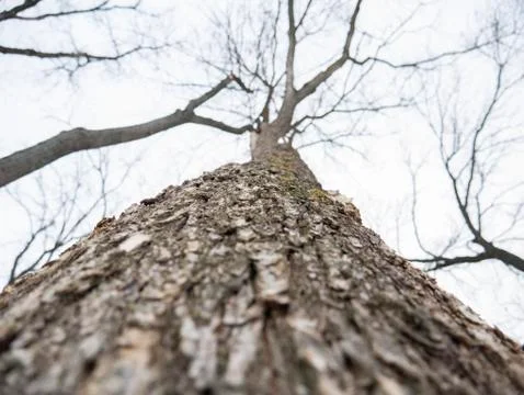 Tree against the sky Foto stock