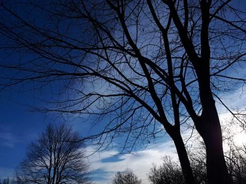 Tree against the sky Stock Photos