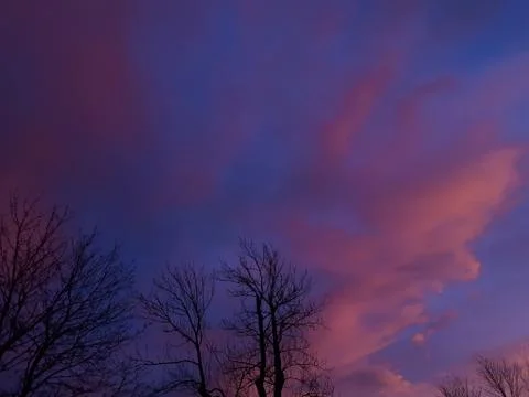 Tree against the sky Stock Photos