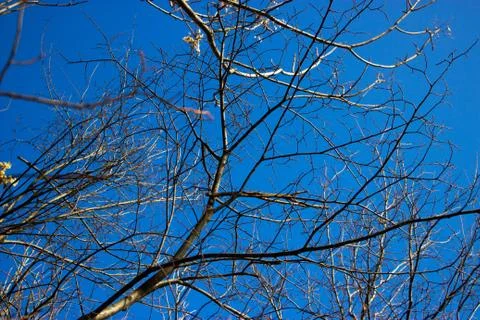 Tree against the sky Stock Photos