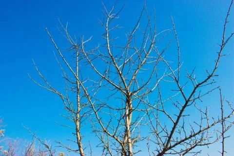 Tree against the sky Stock Photos