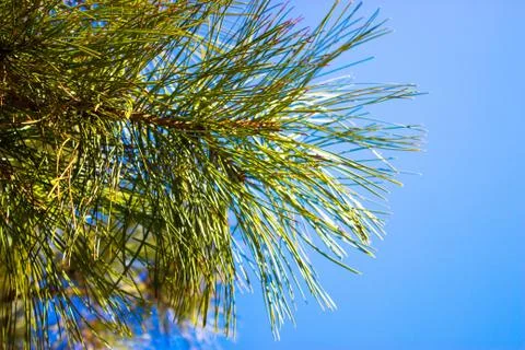 Tree against the sky Stock-Fotos