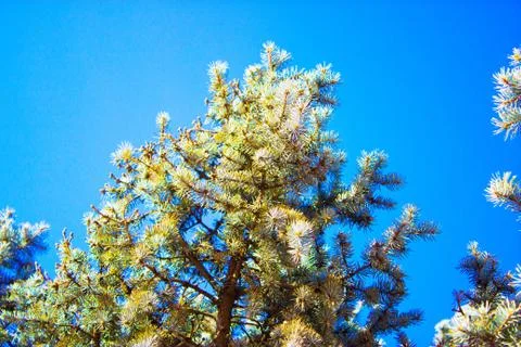 Tree against the sky Foto stock
