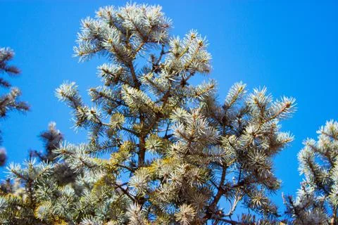 Tree against the sky Stock Photos