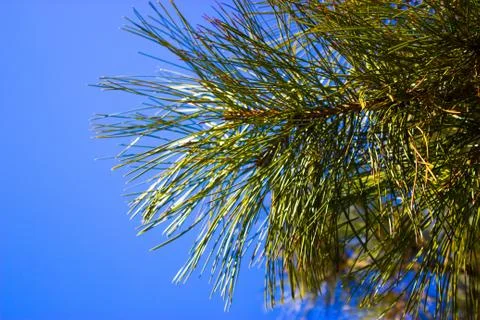 Tree against the sky Stock Photos